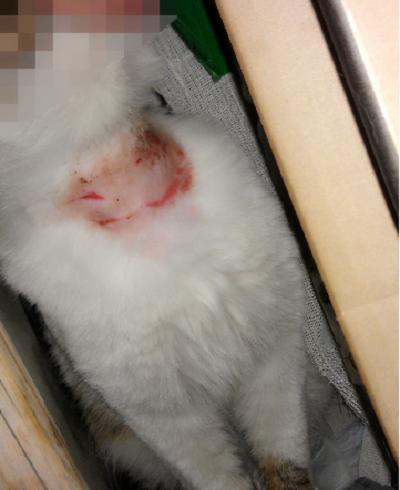 喵星人体外驱虫项圈,给猫戴了除虫项圈它一直挠