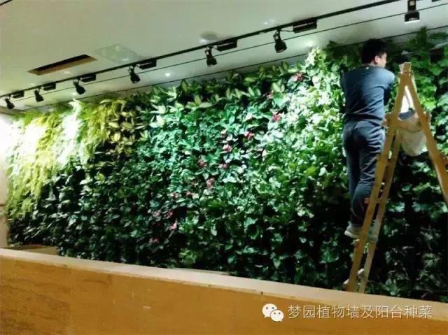 室内植物墙安装效果,室内植物墙有什么优点