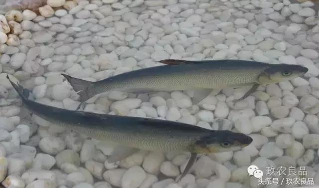 授之以鱼不如授之以渔典故,授人以鱼更要授人以渔什么意思