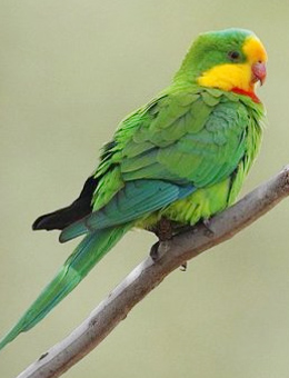 怎么样才能分辨鹦鹉是什么鹦鹉,怎么区分鹦鹉杂毛