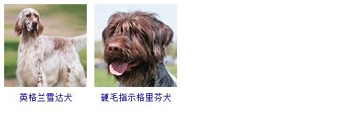 狗狗品种大全带你走进狗狗的世界,国内常见狗狗品种大全及图片