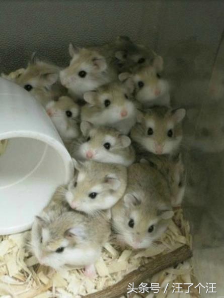 怎么给仓鼠屋消毒最好呢,用什么可以帮仓鼠消毒杀虫