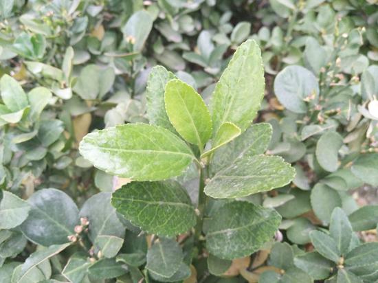 vivox系列测评,vivoX测评