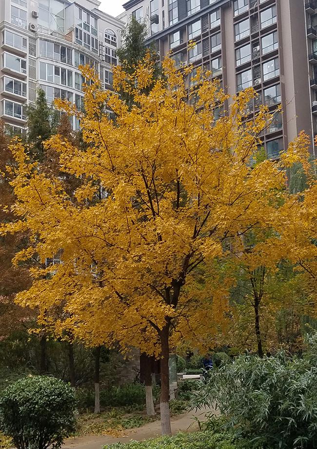 双11三星最值得入手的折叠手机,双11三星官网有优惠吗