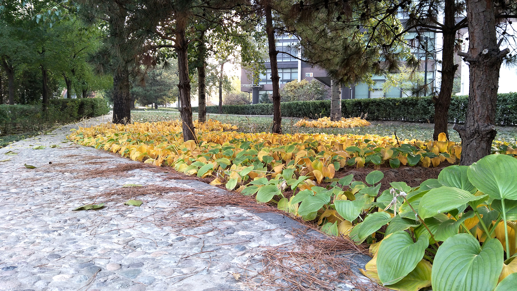 OPPOR9s测评：体验能否如外表一样美好？