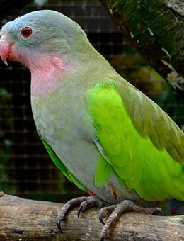 怎么样才能分辨鹦鹉是什么鹦鹉,怎么区分鹦鹉杂毛