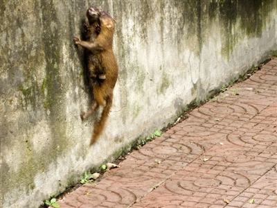 养土鸡防黄鼠狼有绝招,养土鸡一般要防哪些病