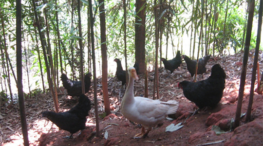 养土鸡防黄鼠狼有绝招,养土鸡一般要防哪些病