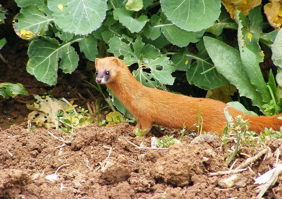 养土鸡防黄鼠狼有绝招,养土鸡一般要防哪些病