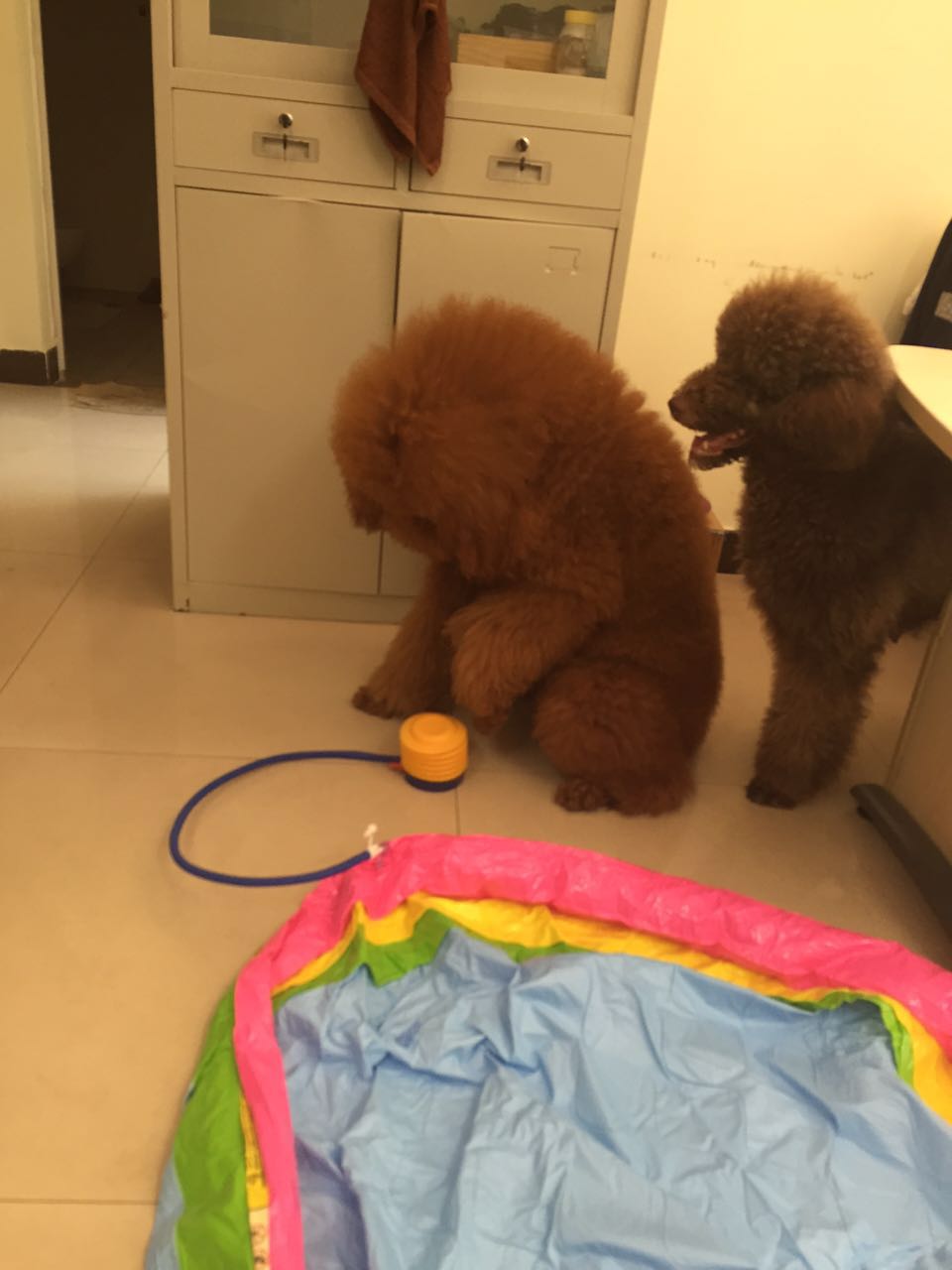 那些成精了的狗狗,那些成精了的宠物