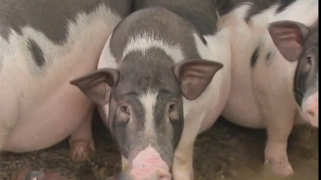 民间传说不杀五指猪,民间故事五指猪图片