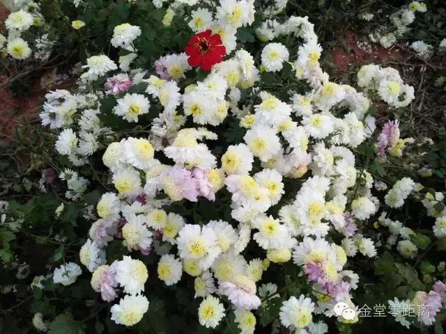 航拍金堂玉皇山,玉皇山登高金堂