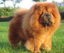 萌宠类简介,萌宠成长系列松狮犬