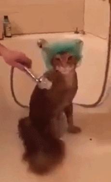 这不科学最不喜欢水的喵星人竟然带着浴帽洗澡还一脸享用