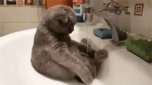 这不科学最不喜欢水的喵星人竟然带着浴帽洗澡还一脸享用
