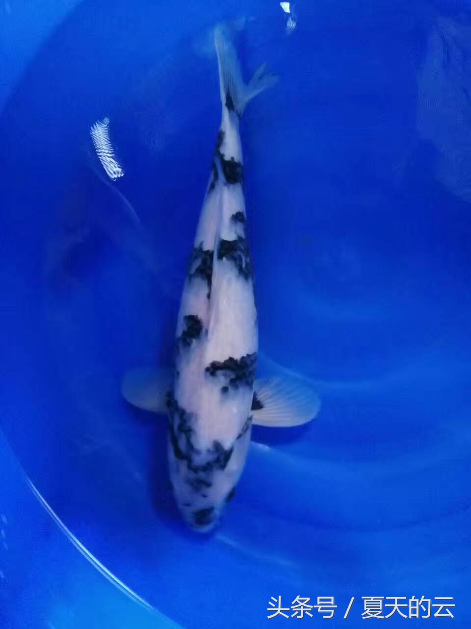 锦鲤在多少温度下停止喂食,温度低会影响锦鲤的颜色吗