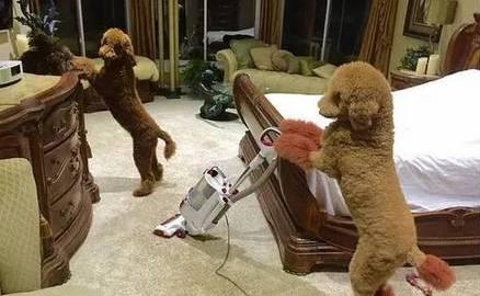 那些成精了的狗狗,那些成精了的宠物