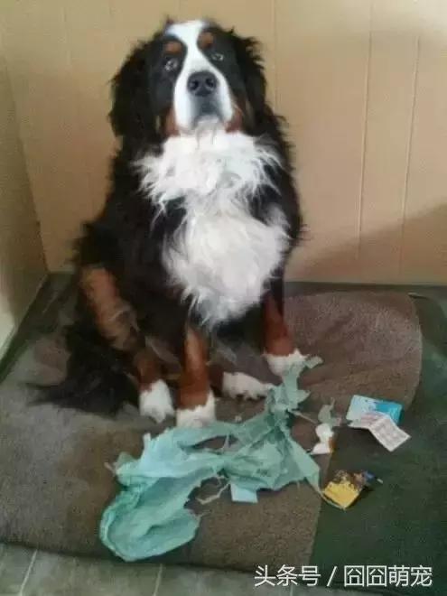 炖狗肉蘸什么料好吃,炖狗肉怎么炖好吃