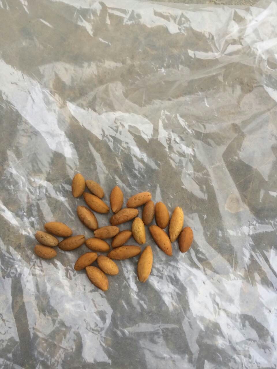 贵阳村民公鸡肚里取出25颗“金蛋”疑是“鸡宝”求鉴定