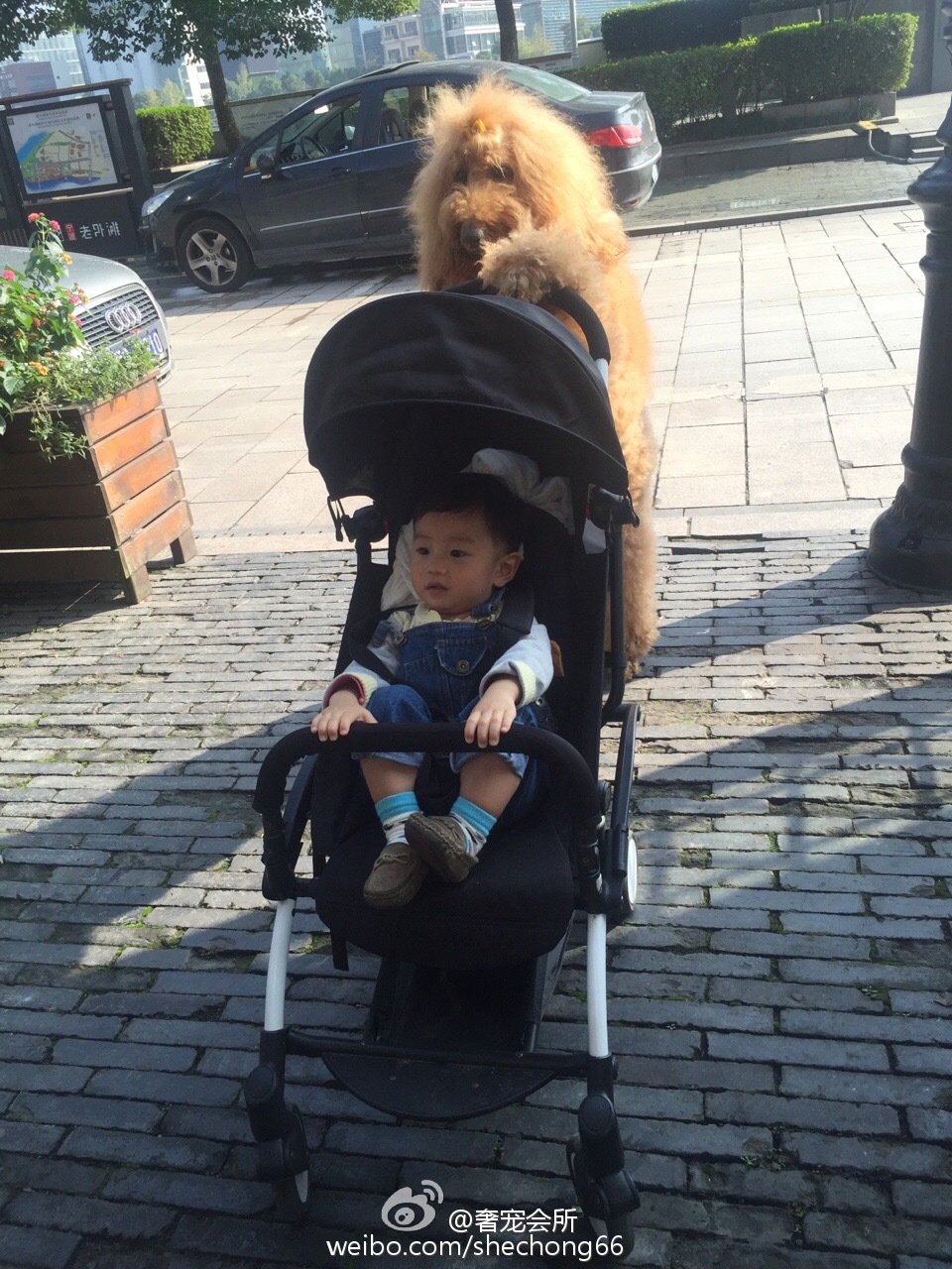 那些成精了的狗狗,那些成精了的宠物