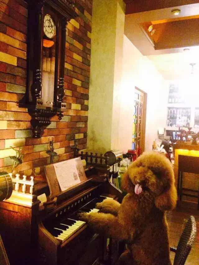 那些成精了的狗狗,那些成精了的宠物