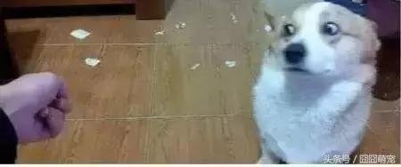 炖狗肉蘸什么料好吃,炖狗肉怎么炖好吃