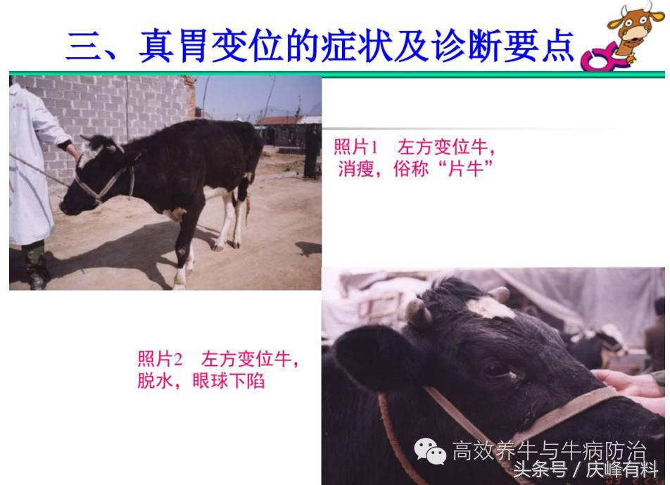 奶牛真胃扩张的症状治疗方法,奶牛皱胃左方变位治疗方法