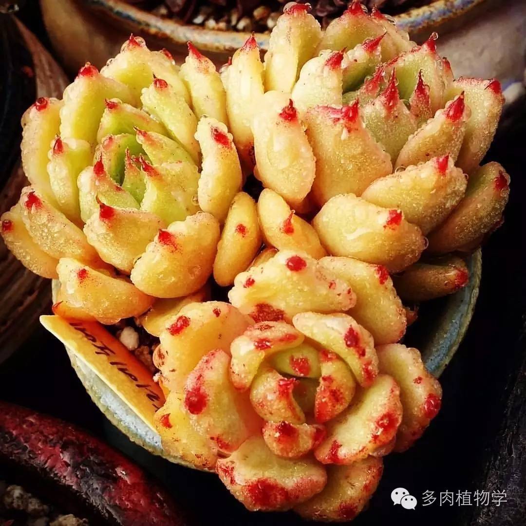 养多肉的男人都有一颗细腻的心,高校男生养多肉