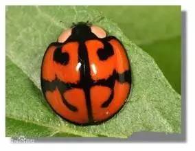 哪些瓢虫是害虫和益虫,19星瓢虫是害虫还是益虫