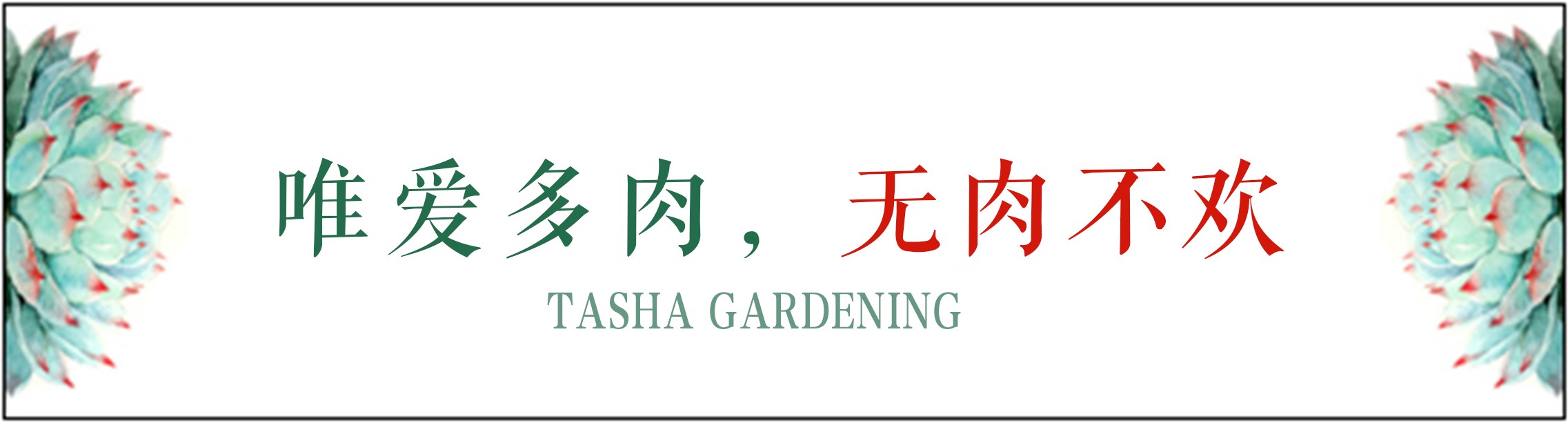 大群老桩秀妍多肉,多肉大群造型图