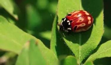 哪些瓢虫是害虫和益虫,19星瓢虫是害虫还是益虫