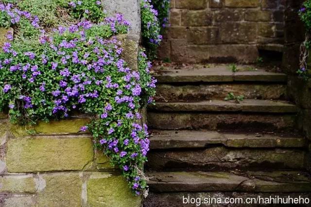 植物百科｜来自远方的祝福