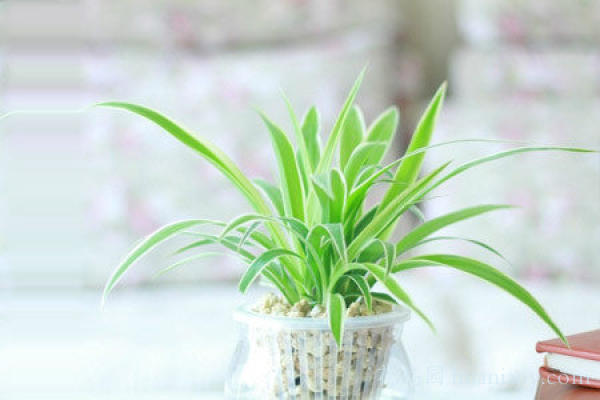 青叶吊兰水培方法和注意事项,怎样水培金边吊兰又可以养鱼