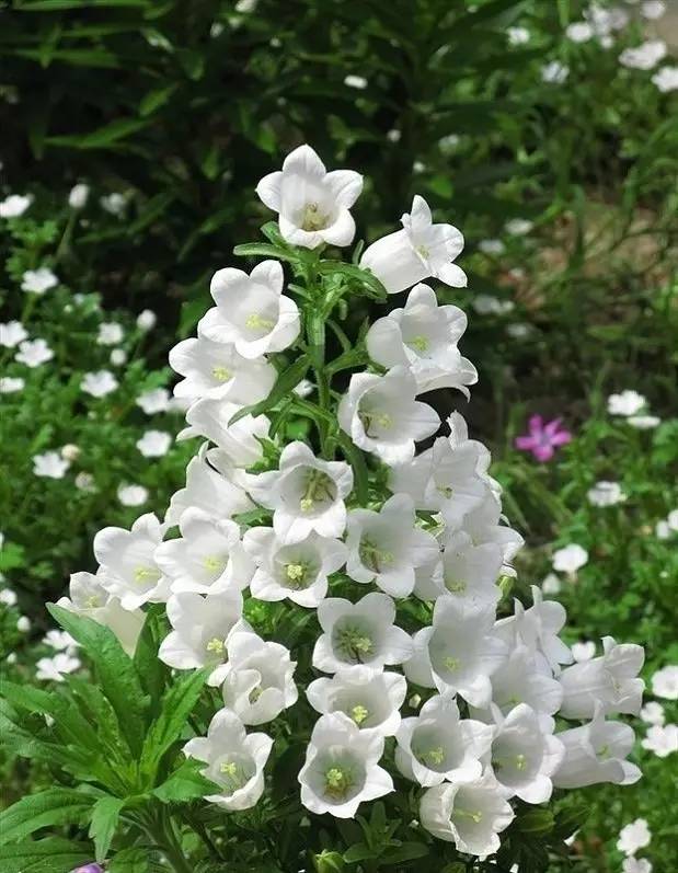 植物百科｜来自远方的祝福