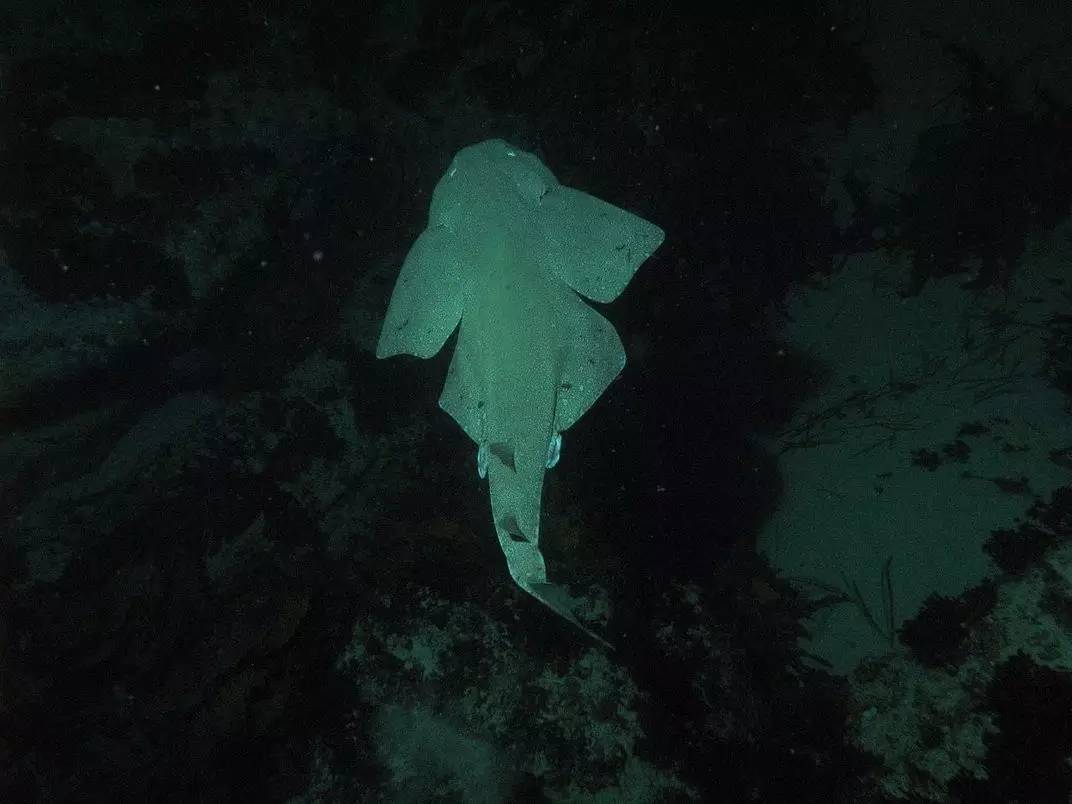 恐怖故事海和尚,海怪的恐怖故事