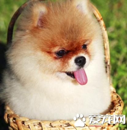 博美犬不可以吃什么东西和水果,博美犬下崽子都喂啥