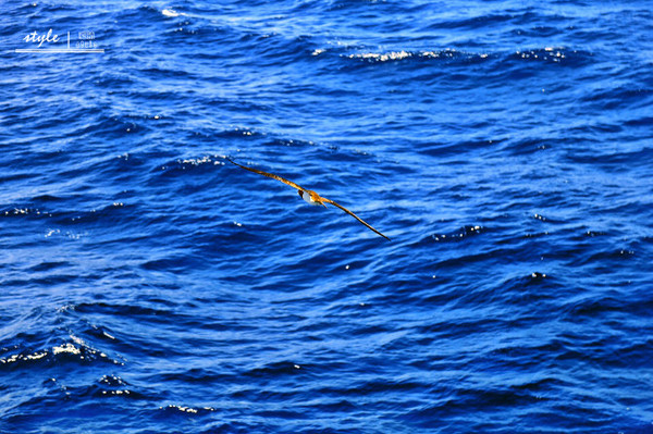 海洋神话号2018航线,海洋神话号在新加坡