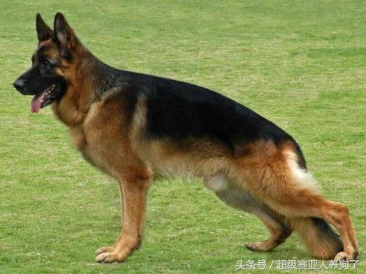 中国德国牧羊犬协会,德国牧羊犬协会官网