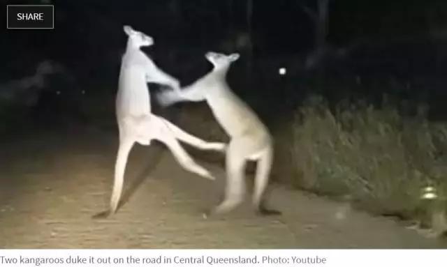 最懂得感恩的袋鼠，十年来每天拥抱救命恩人！袋鼠界的一股清流