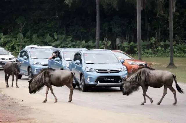你先镇定一下，我们要在野生动物园里开车了