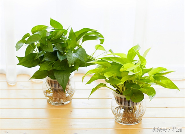 水培的绿萝如何正确转土培,绿萝水培转土培成功率最高的方法