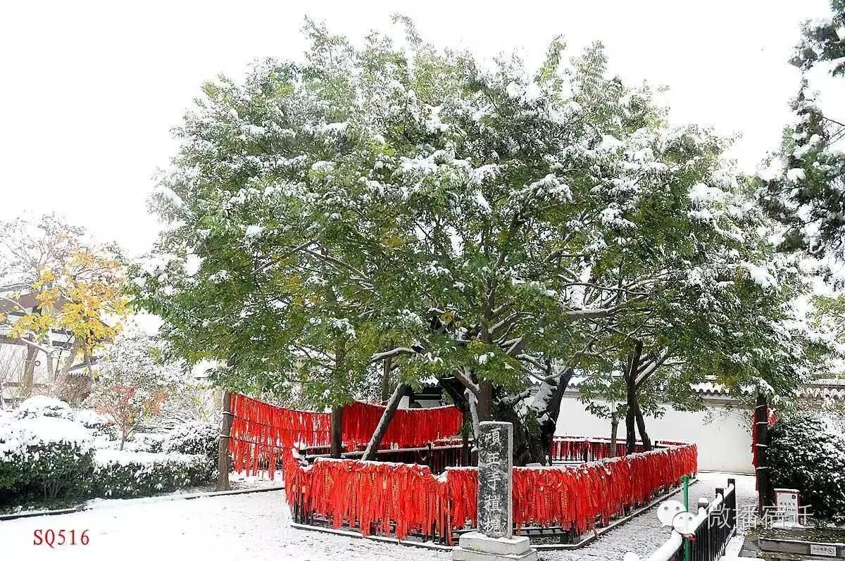 雪中宿迁，素颜都美到窒息！