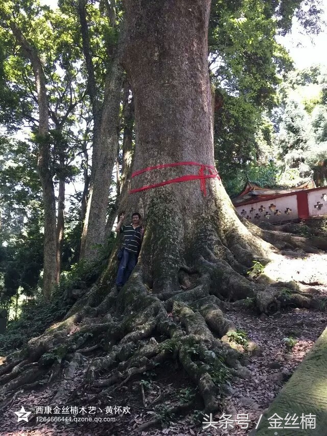 十大珍贵木材之金丝楠木,中国古老的三棵金丝楠木