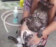 这不科学最不喜欢水的喵星人竟然带着浴帽洗澡还一脸享用