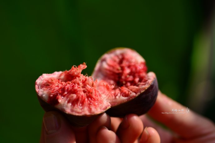 最漂亮的无花果树,高清无花果美图