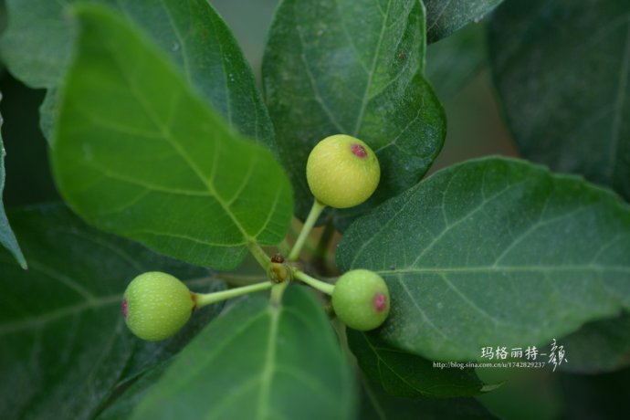 最漂亮的无花果树,高清无花果美图