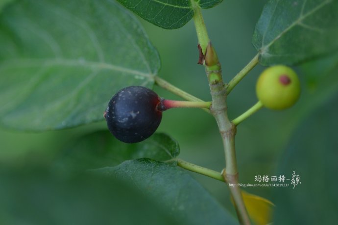 最漂亮的无花果树,高清无花果美图