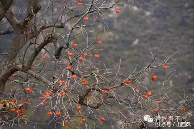 柿子冷落寒风里——稷山游子在深情回望