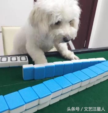 三只狗组成的麻将铁三角