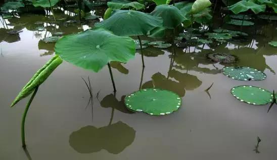 藕田养殖泥鳅效益倍增诀窍,一亩藕田能养多少泥鳅苗